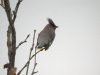 Waxwing at Pitsea (Steve Arlow) (33548 bytes)